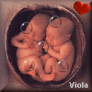 Violas Hp